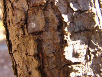 Pinus thunbergiana 'Aocha Matsu'
