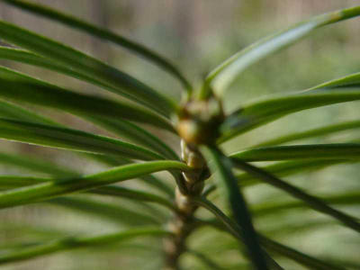 Cunninghamia lanceolata 'Glauca'