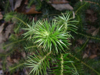 Cunninghamia lanceolata 'Repens'