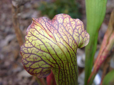 Sarracenia sp. (Pitcher Plant)