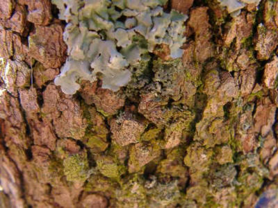 Cornus florida (Dogwood)