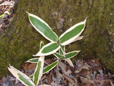 Bambusa sp.