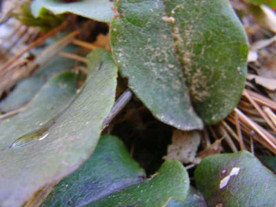 Epigaea repens (Trailing Arbutus)