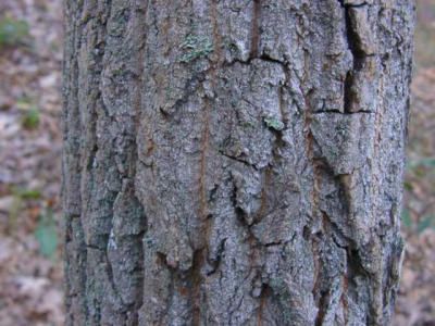 Oxydendrum arboreum (Sourwood)