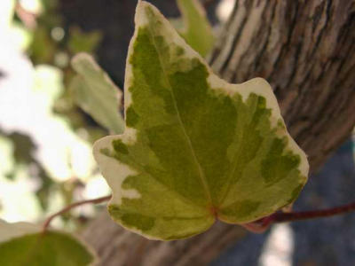 variegated English ivy