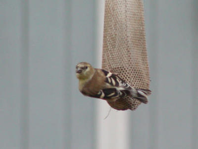 American Goldfinch