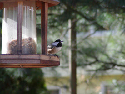 Chickadee 2.jpg