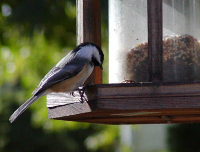 Chickadee 3.jpg