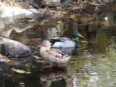 Mallard, male and female.jpg