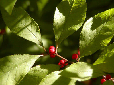 Winterberry