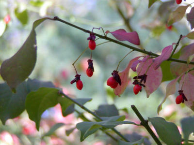 Viburnum - burning bush.jpg