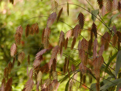 Ornamental grass.jpg