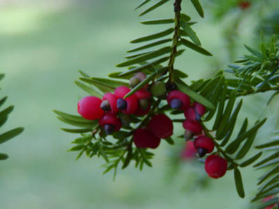 yew berries.jpg