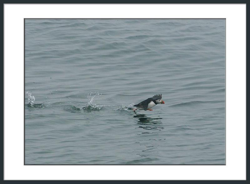....and for this little football with wings, take-off is a challenge!