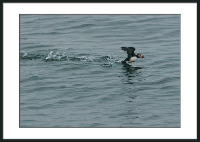 Puffins are on and all around Egg Rock...