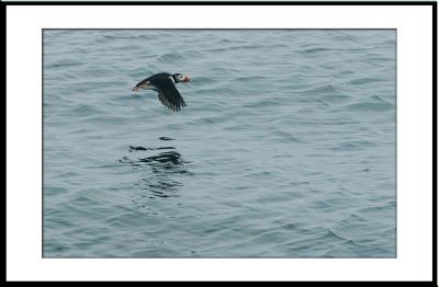In full flight at last!