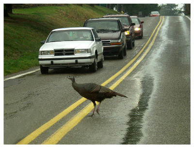 Slow down, Buster, I'm going as fast as I can!