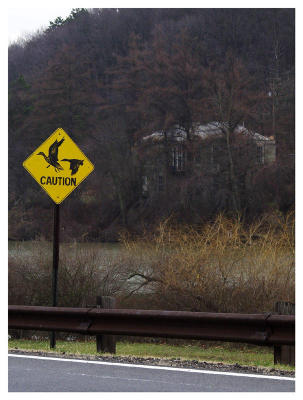 Caution! Goose Crossing