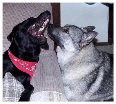 My What Big Teeth You Have!