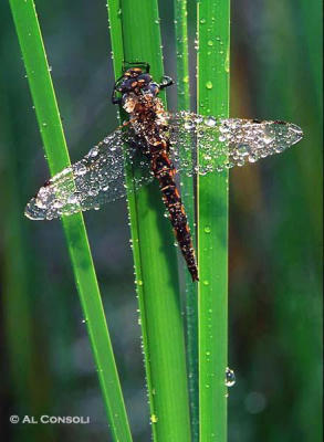 Dew Dragonfly