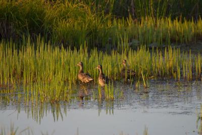 7435_ducks in potters marsh.jpg