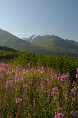 7438_scene along seward hwy.jpg