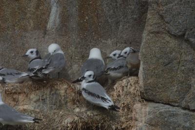 7462_some birds.jpg