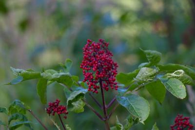 7526_flower at eagle river.jpg