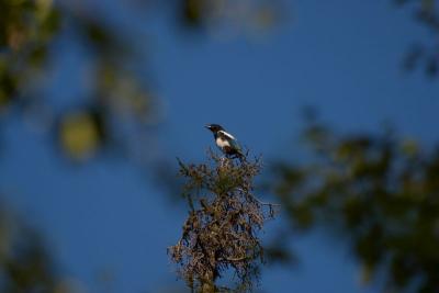 7528_bird at eagle river.jpg