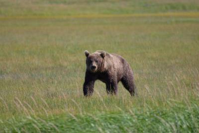 7543_brown bear at silver salmon creek1.jpg
