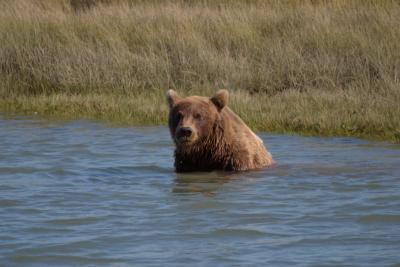 7549_brown bear at silver salmon creek3.jpg