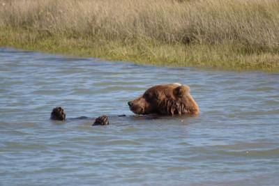 7557_brown bear at silver salmon creek4.jpg