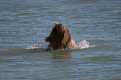 7560_brown bear at silver salmon creek5.jpg