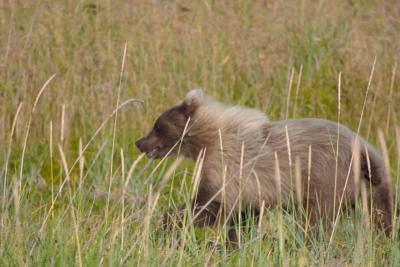 7582_brown bear at silver salmon creek7.jpg