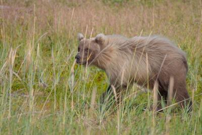 7583_brown bear at silver salmon creek8.jpg