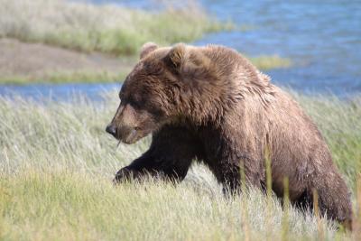 _brown bear at silver salmon creek6.jpg