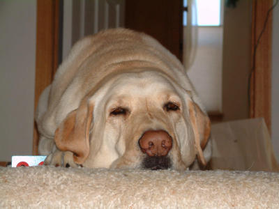 Jake perched at the top of the steps