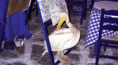 A pelican on Mykonos: Checking the menu?