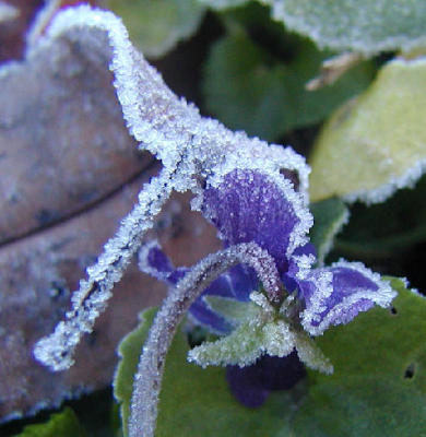 frosted violet