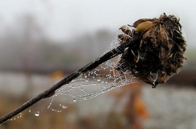 web dried flower dew