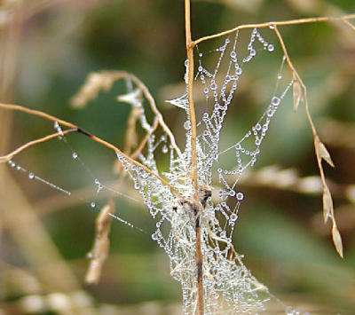 dew drops web stem