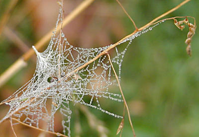 dew drops web stem2