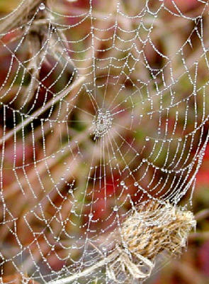 spiderweb dew