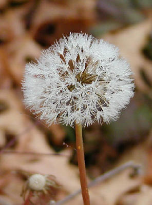 frosted dandelion