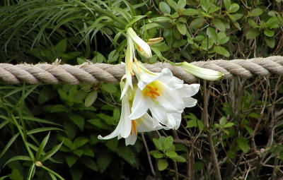 flower and rope