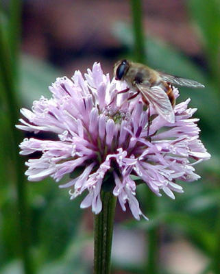 purple flower  bee