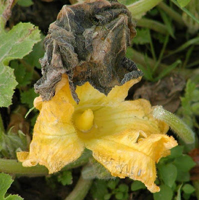 pumpkin blossom