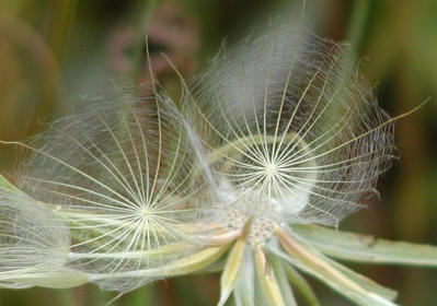 dandelion like weed