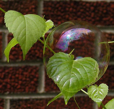 bubble