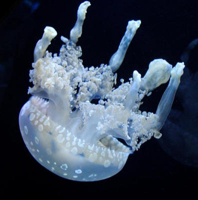 Jelly fish Newport Ky Aquarium